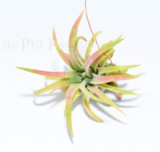 Tillandsia ionantha MEXICO